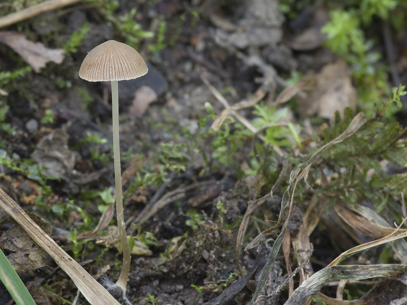 Psathyrella effibulata